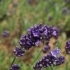 Lavandula angustifolia 'Ellegance Purple' -- Lavendel